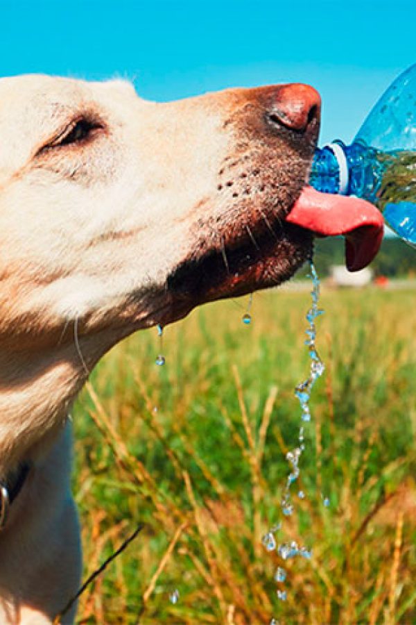 calor-mascotas calor-mascotas